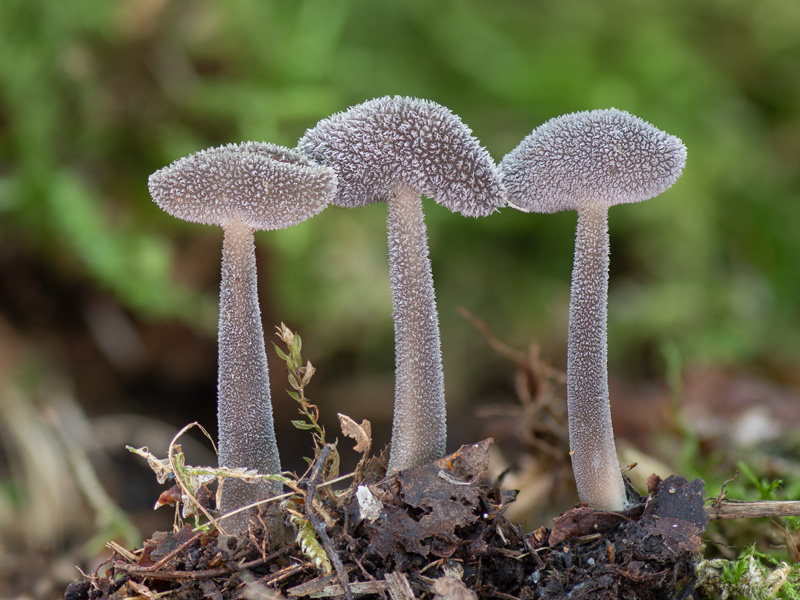 Helvella macropus